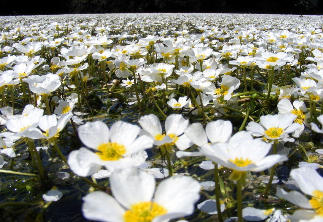 A Flowering Carpet on the River 