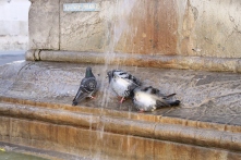 Pigeon Fountain3